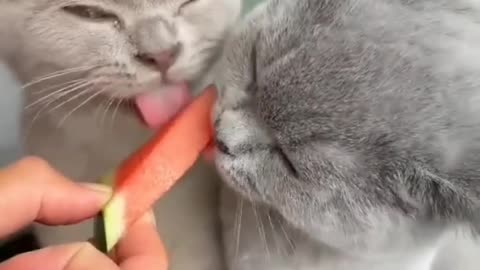 Cat eting watermelon funny video