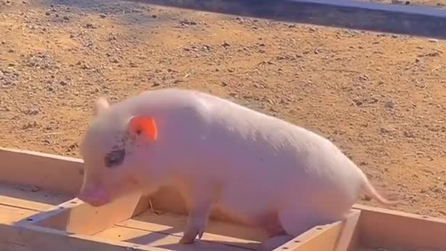 A pig who likes to rub