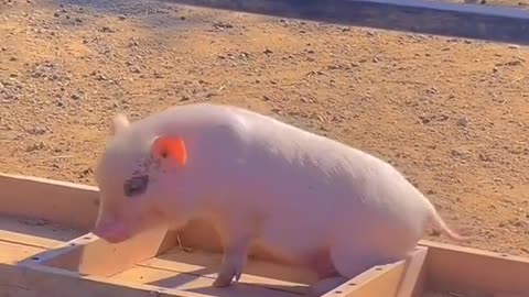 A pig who likes to rub