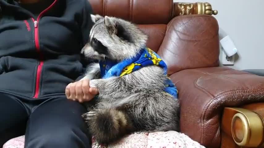 Pajama-wearing raccoon enjoys tasty snack together with his owner