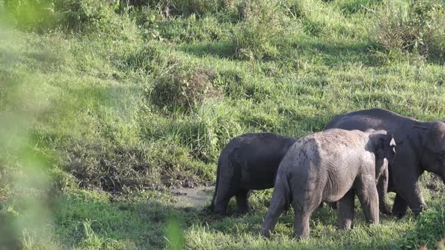 Life of Elephants Eating videos.