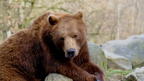 Video of a Big Bear