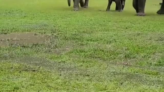 The Elephant Calf Is Chasing The Dog Elephant Calves And Dogs Funny Moment