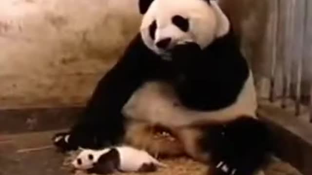 Try Not To Laugh or Grin While Watching Funny Animals Compilation 2021