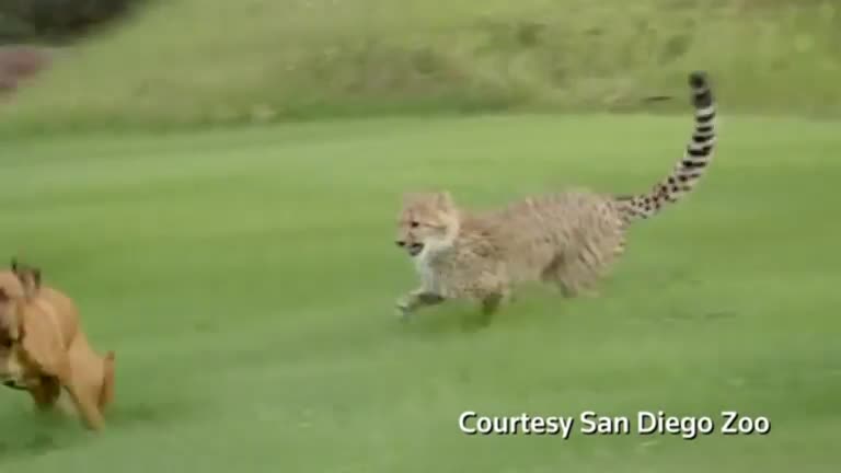 Cheetah and puppy play, cat steals $1,000 in seafood