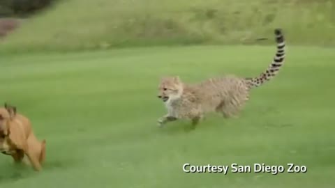 Cheetah and puppy play, cat steals $1,000 in seafood