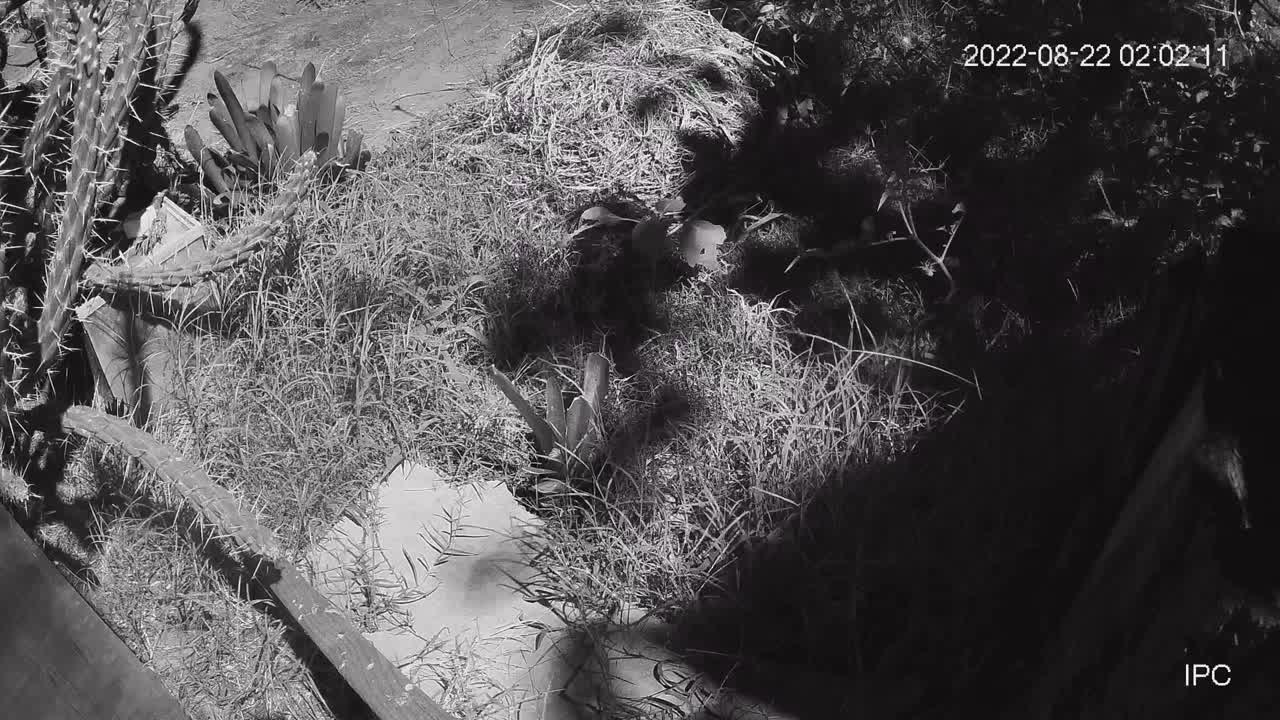 Late Night Visitor in the Garden