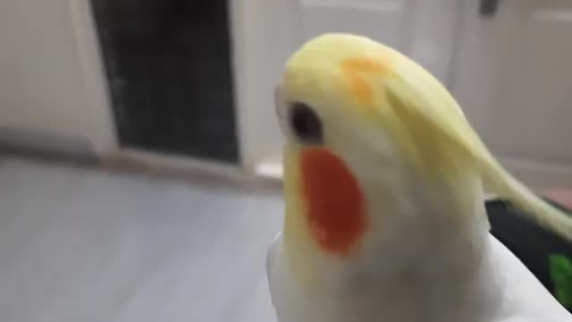 Cockatiel Bird Singing 9