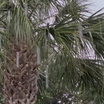 Raining Sounds and Palm Tree