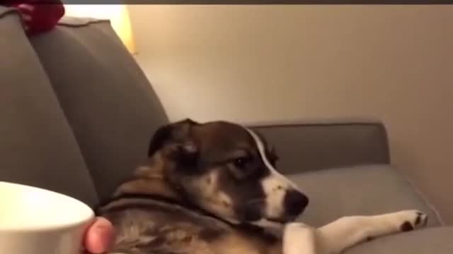 When the dog was watching TV with his owner Erin on the sofa, he was always teas