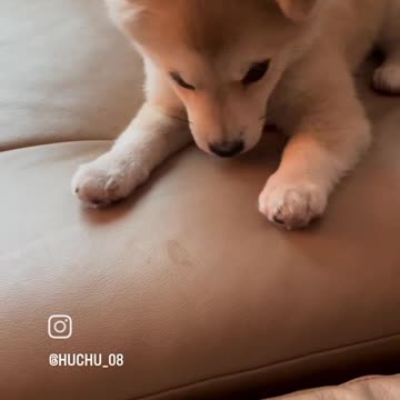 Cute puppy animal beautiful animals 😻😻