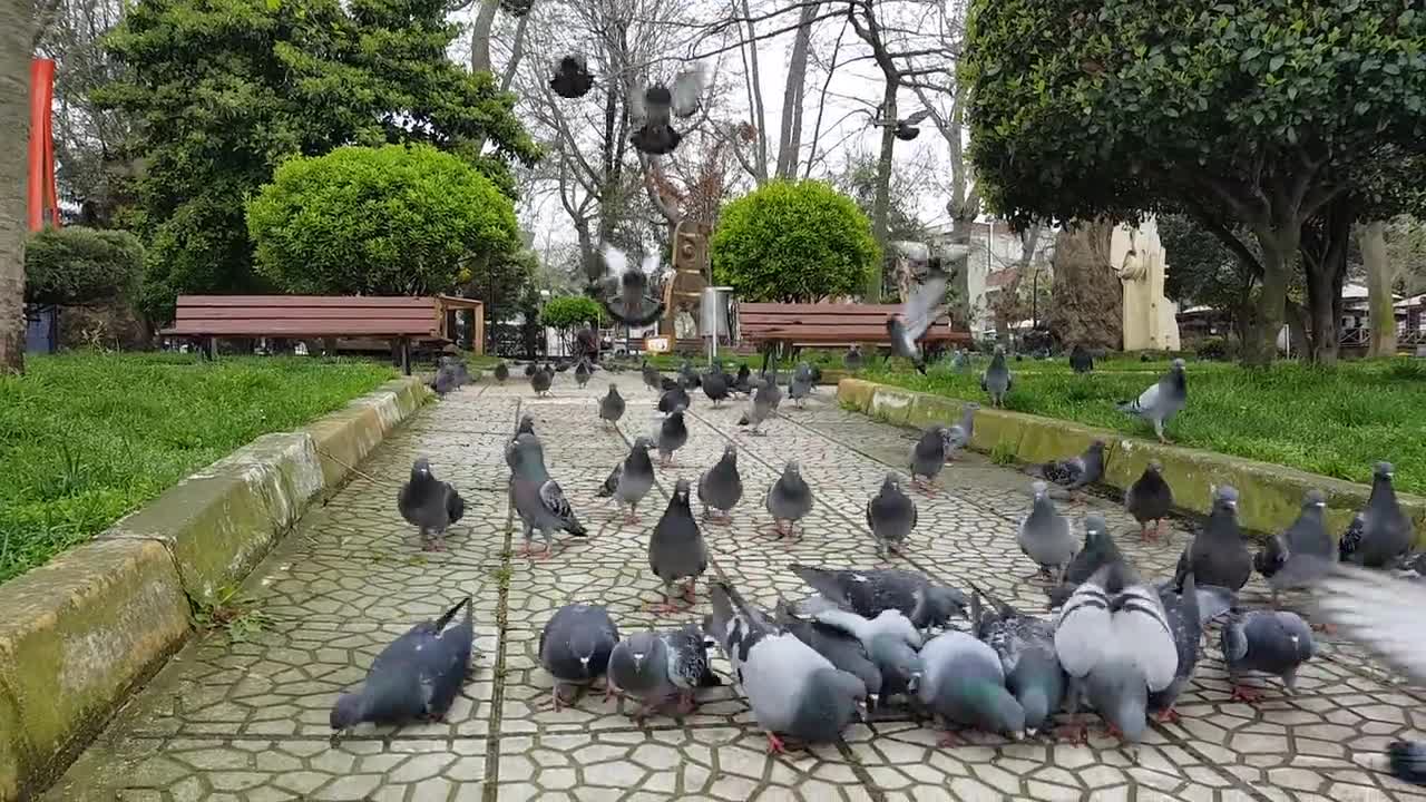 very cute pigeon
