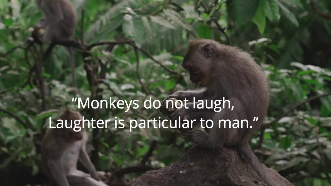 monkeys