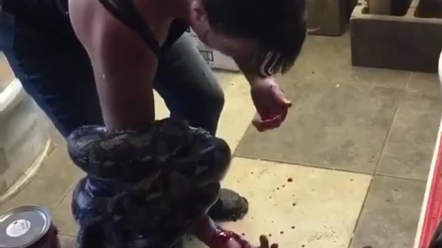 Snake handling gone wrong