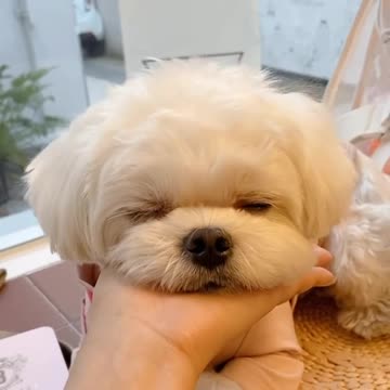 This cute pup looks so tired - he can't wait to go to sleep!