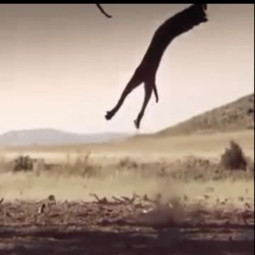 Tiger Jumps To Catch Bird Slow Motion status #shorts