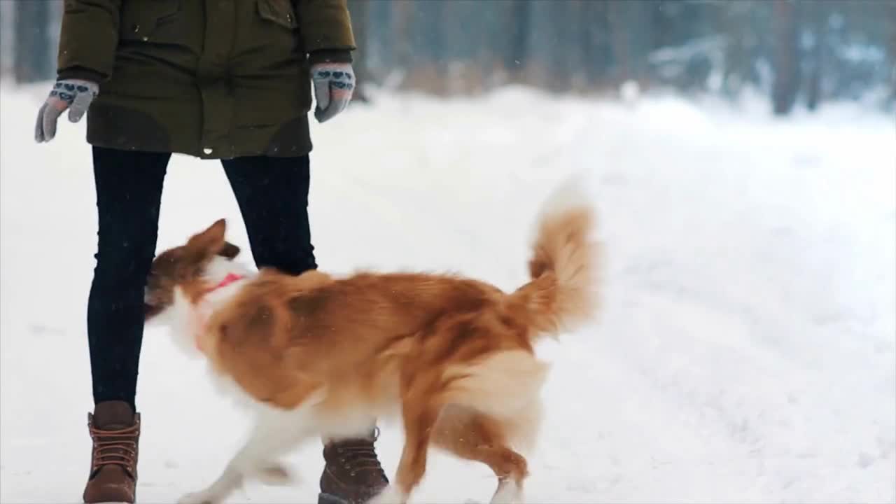 Border collie dog execute a command of a woman. Doggy walk between the owner legs in winter forest