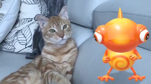 Music chameleon snapchat dances next to cat cleaning itself