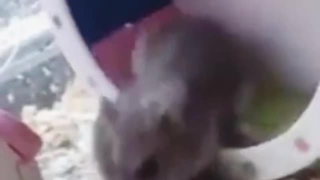 Aww sooo cute mouse animal #shorts​