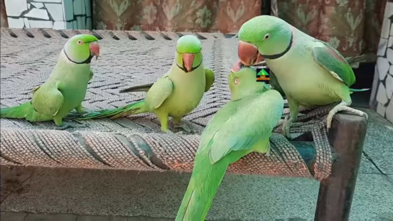 🦜Birds video 2023