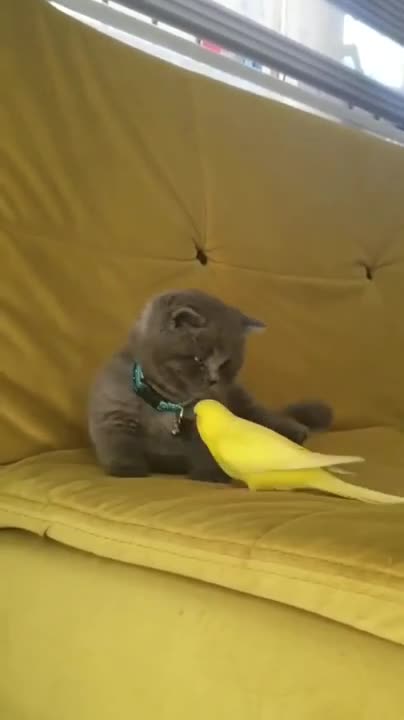 Cute cat playing with parrot