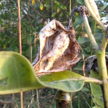 Monarch and apartment