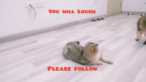 Very funny cats