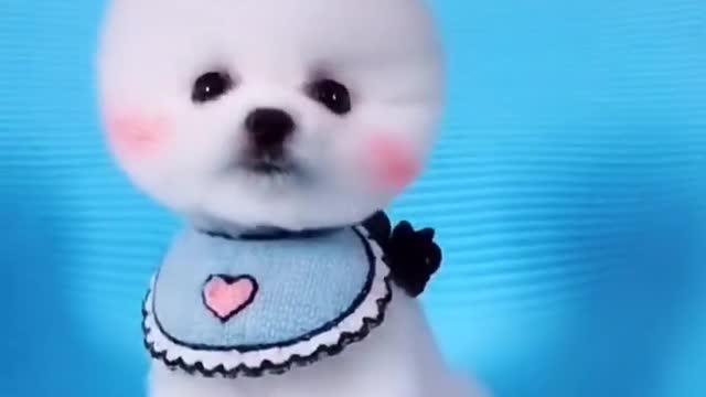 🐕baby dog2021🐶cute dogs🐕 funny dog,🐶dog compilation🐕short video🐶 cute animals videos🐕