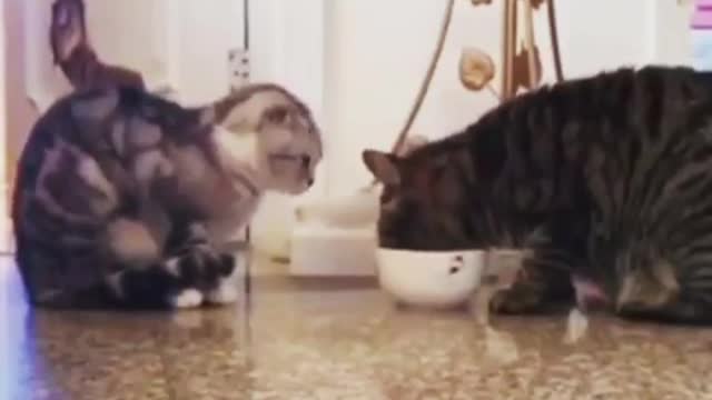 Cats sharing food, lesson for the world