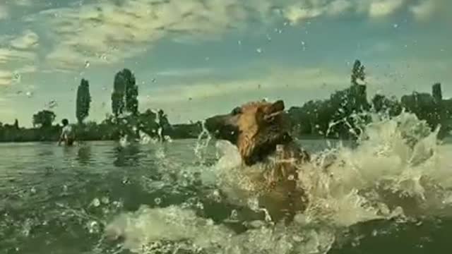 German Shepherd Secrets Dogs (BEST VIDEO) #5