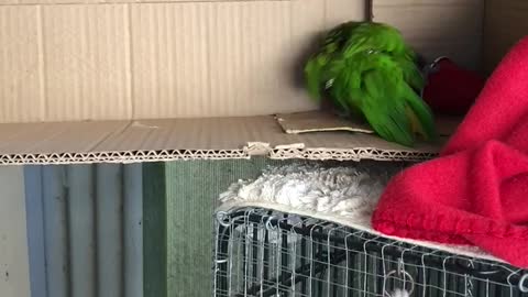 Vibrant Bird Plays with Cup