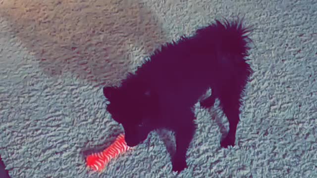 Funny Dog With Temper Growling Over Toy