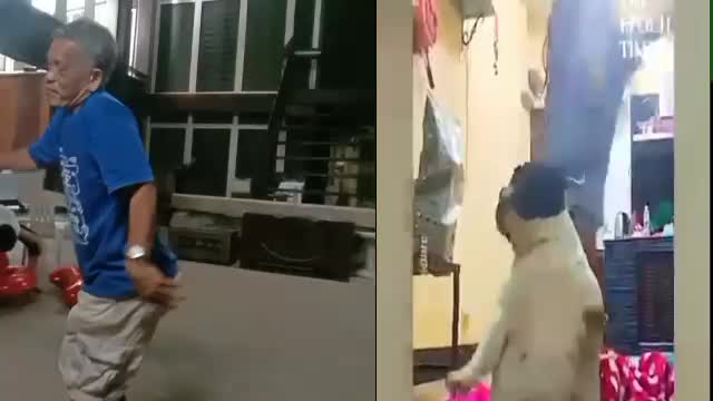 Dancing Chubby Bulldog with little girl