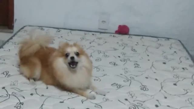 Dog Maya chasing the tail