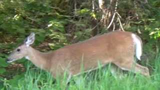 White-tailed deer