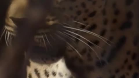Leopards: Discover the Secret Life of These Majestic Big Cats #leapords #animals