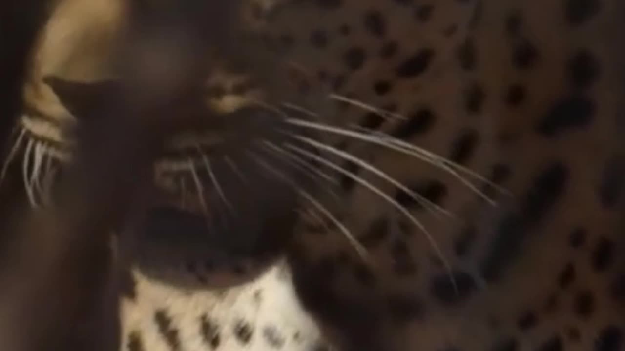 Leopards: Discover the Secret Life of These Majestic Big Cats #leapords #animals