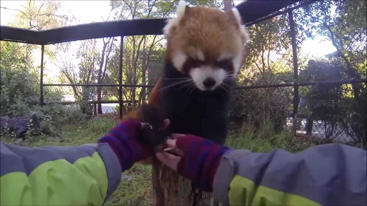 Most Adorable Red Panda - CUTEST Compilation