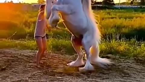 horse_dance_video___beautiful_horse___funny_horse_videos___funny_animal_compilation___funny_animals(