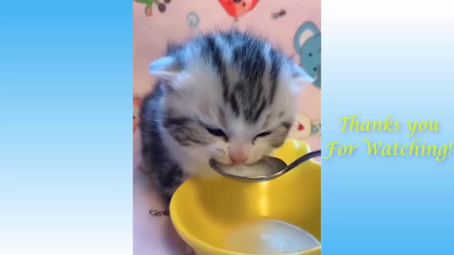 Cute Pets And Funny Animals #05 - Pets family