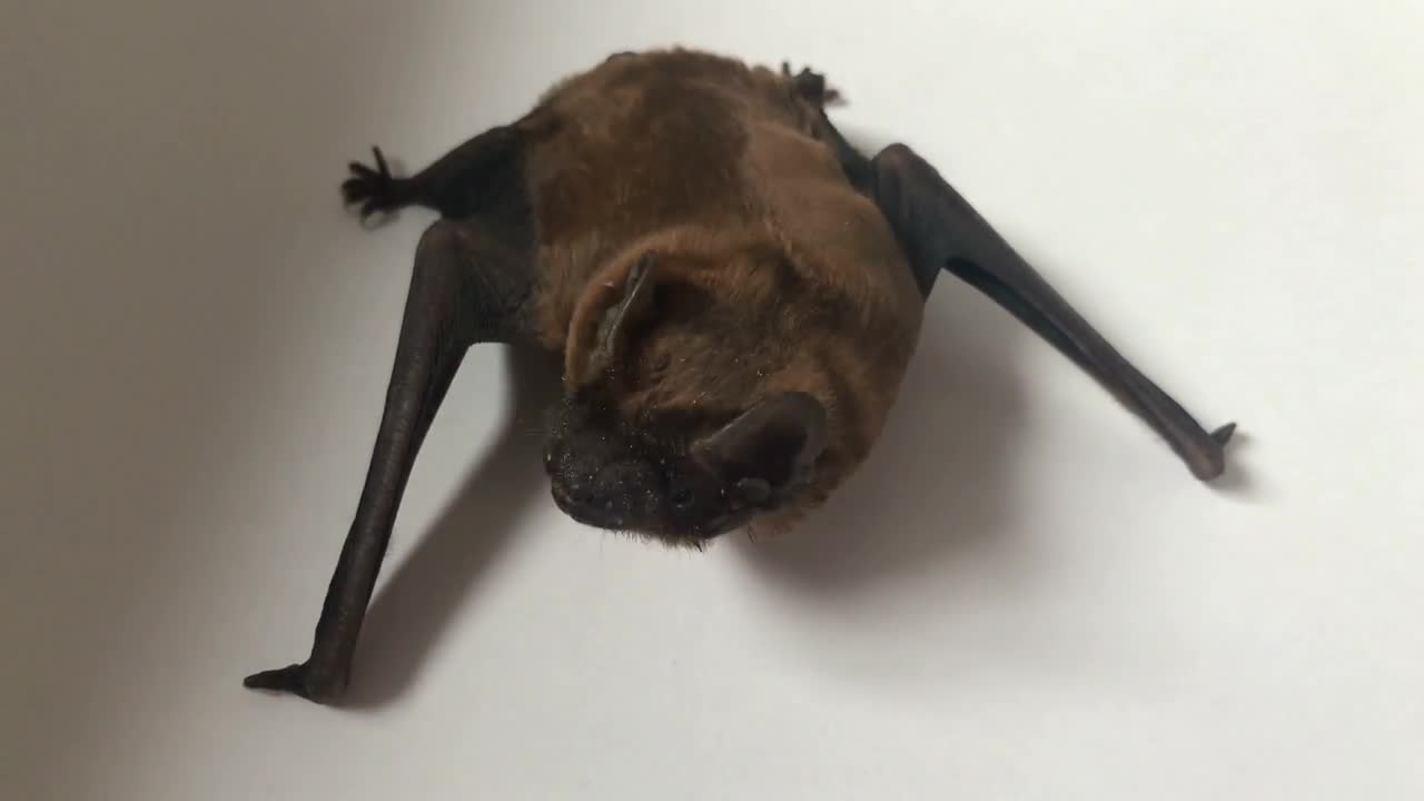 animal bat grimaces on white background