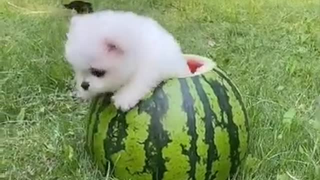 CUte_and_funny_pomeranian