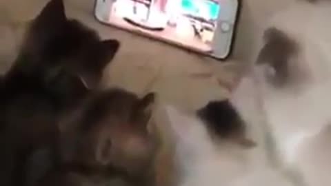 Funny cats watching video in mobile