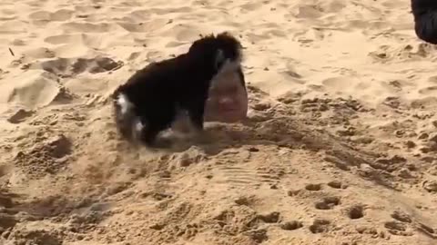 Funny animals