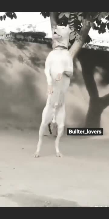 Dog fully excited to meet their owner after long time