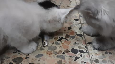 Carla Kitten Engaged In Fish Contest