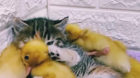 Cat and a duckling love