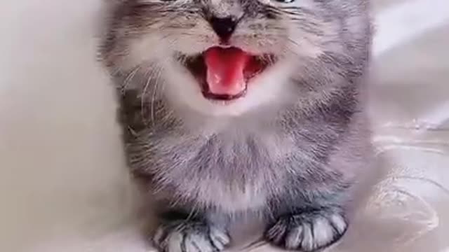 What a cute meowing sound of kitten