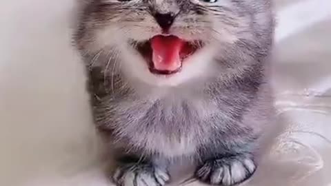 What a cute meowing sound of kitten