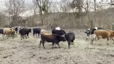 - Young corriente pair/bred.